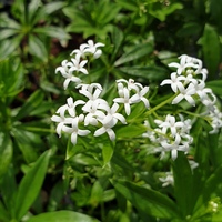 Galium odoratum